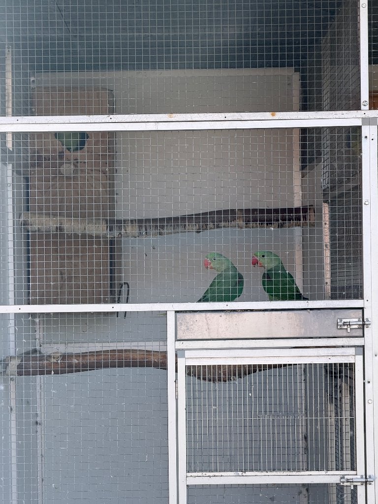 Alexanderparkieten, Geslacht onbekend, Parkiet, Geringd