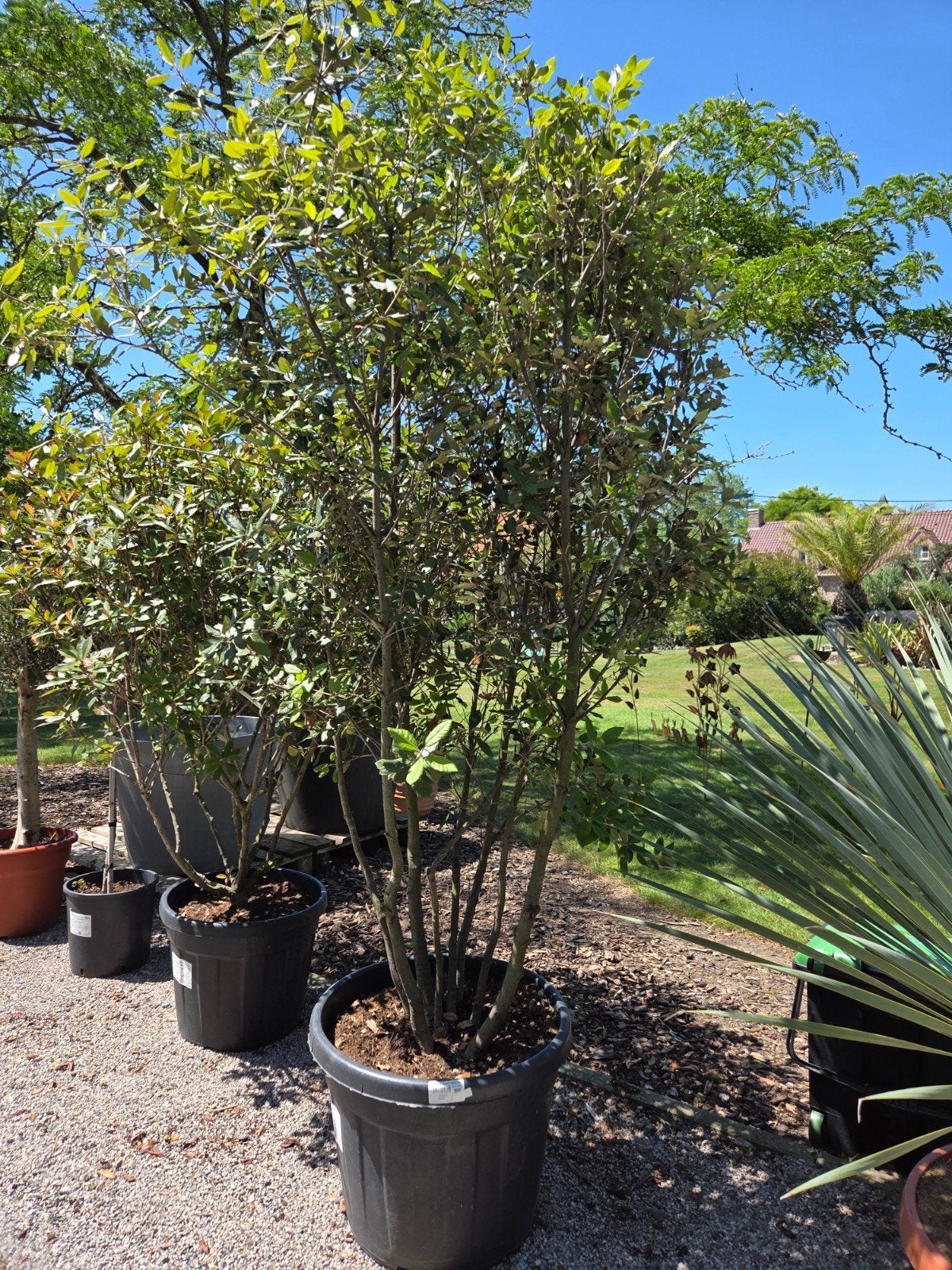 Quercus ilex meerstam, Tuin en Terras, Planten | Bomen, Ophalen