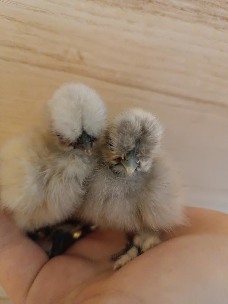12 broedeieren usa zijdehoen, Dieren en Toebehoren, Geslacht onbekend, Kip