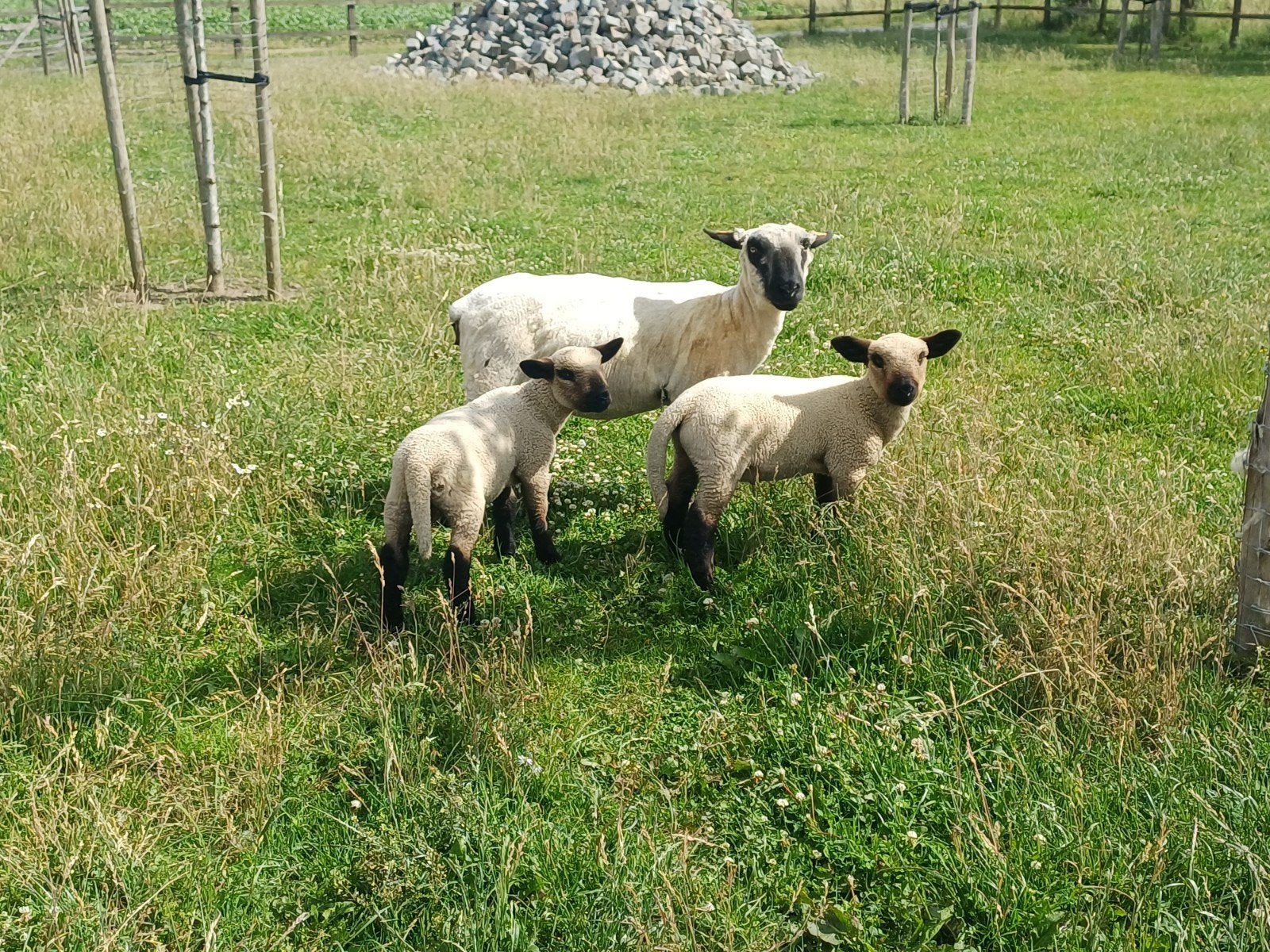 Hampsire down rammetjes, Dieren en Toebehoren