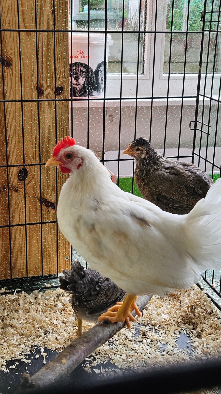 Gratis haantje, Dieren en Toebehoren, Mannelijk, Kip