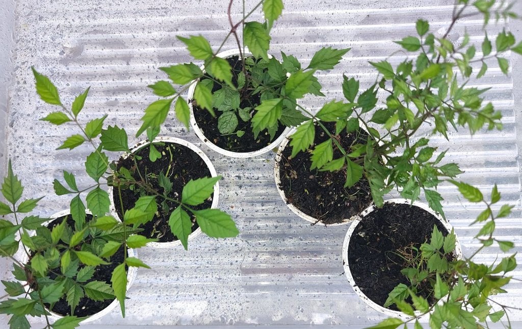 Échange plant de bignone contre autres plantes vivaces, Ophalen