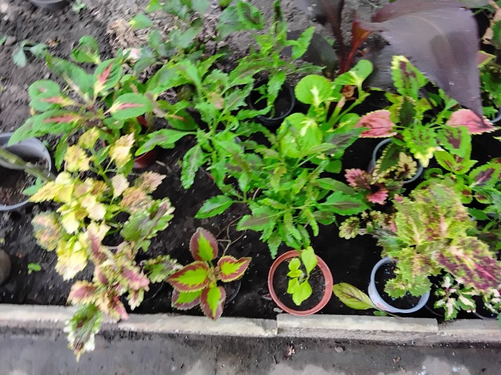 Siernetels, Tuin en Terras, Planten | Tuinplanten, Ophalen, Bloeit niet, Overige soorten, Halfschaduw
