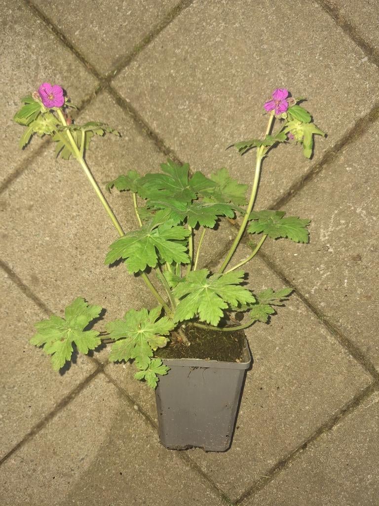 Geranium maccrorhisum roze, Tuin en Terras, Ophalen
