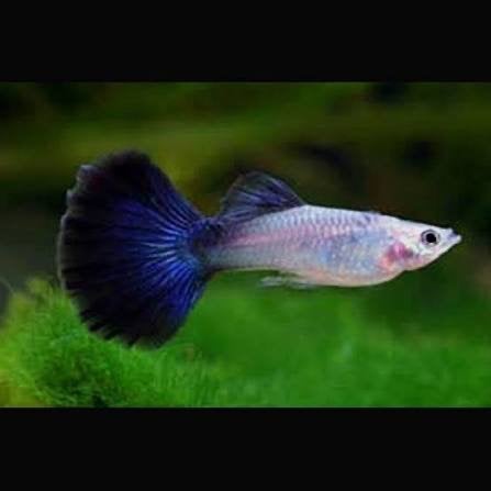 Guppy, Dieren en Toebehoren, Vissen | Aquariumvissen