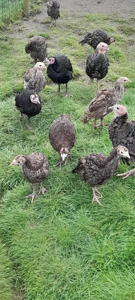 jonge amerikaanse brons kalkoenen kijk beschijving, Animaux & Accessoires, Animaux Autre, Février