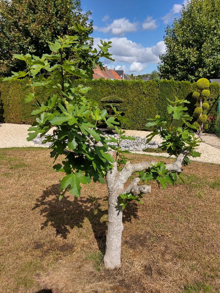 Vijgenboom, Ophalen, Vaste plant, Volle zon