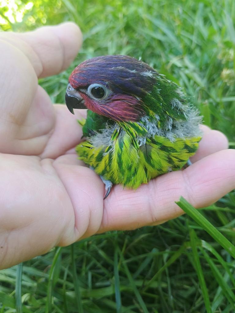 Viooltjes Lori. Handtam. Man, Dieren en Toebehoren, Mannelijk, Geringd