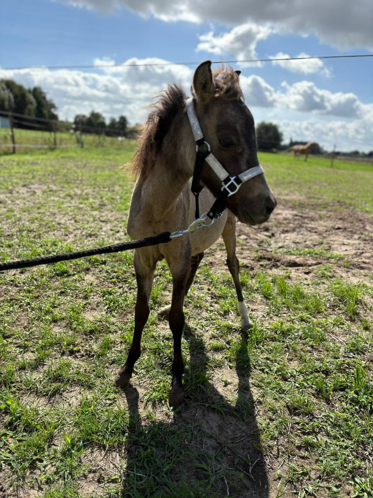 Te koop‼️, Hengst, Onbeleerd, Met stamboom, 0 tot 2 jaar