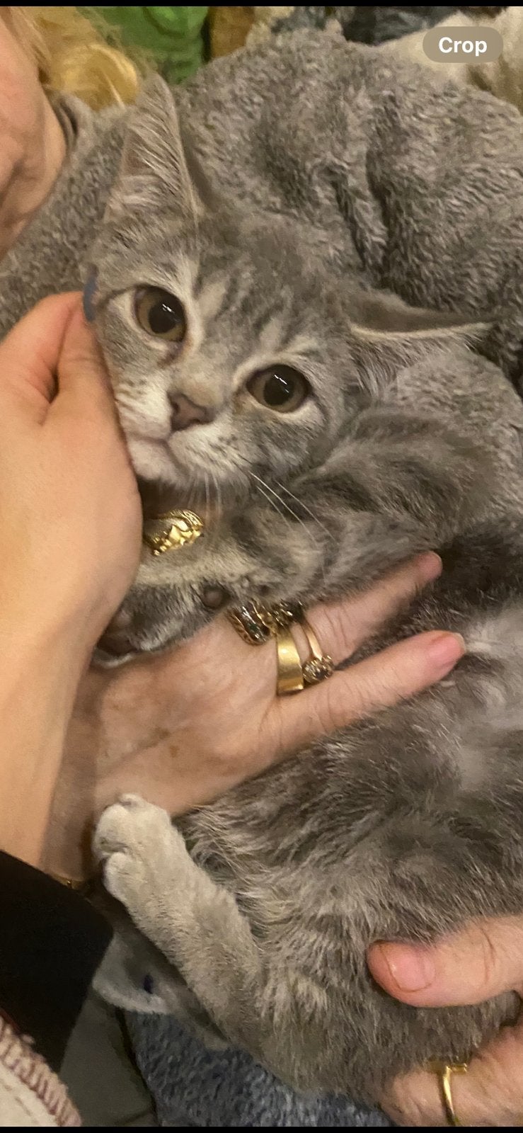Britse kortgarigen meisje 4m, Chatte ou Chat, Avec puce électronique, 0 à 2 ans