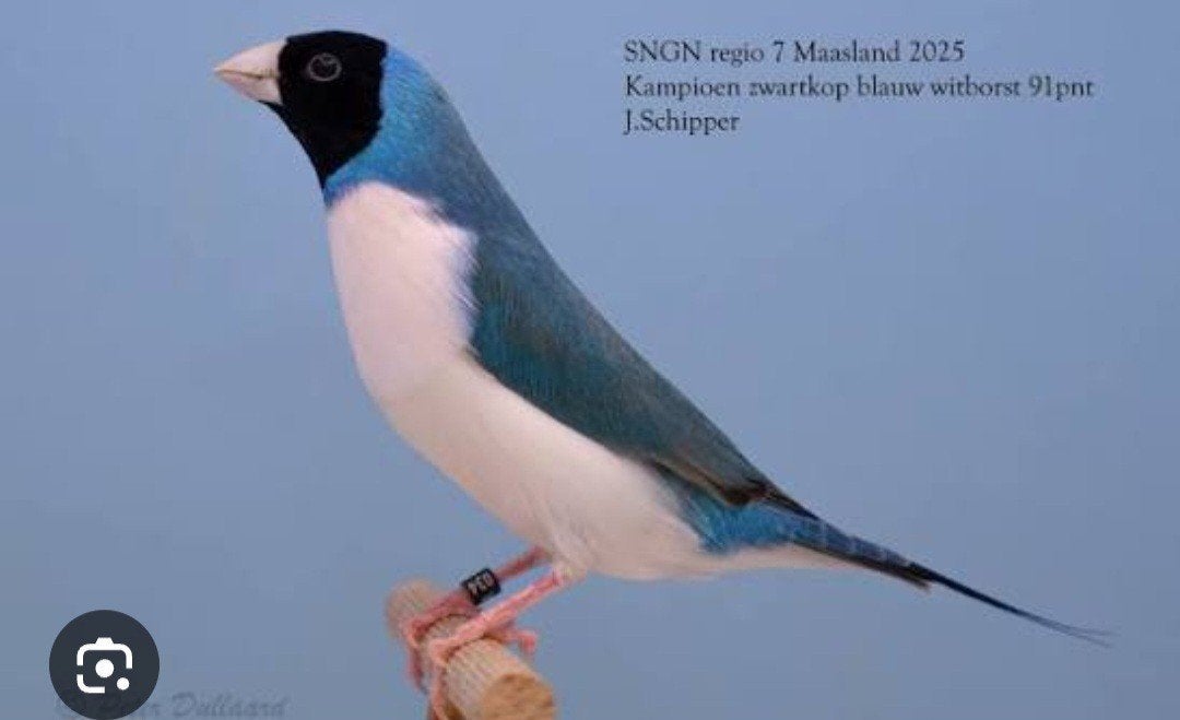 2 mannen zwartkop blauwe gouldamadines van 2025, Animaux & Accessoires
