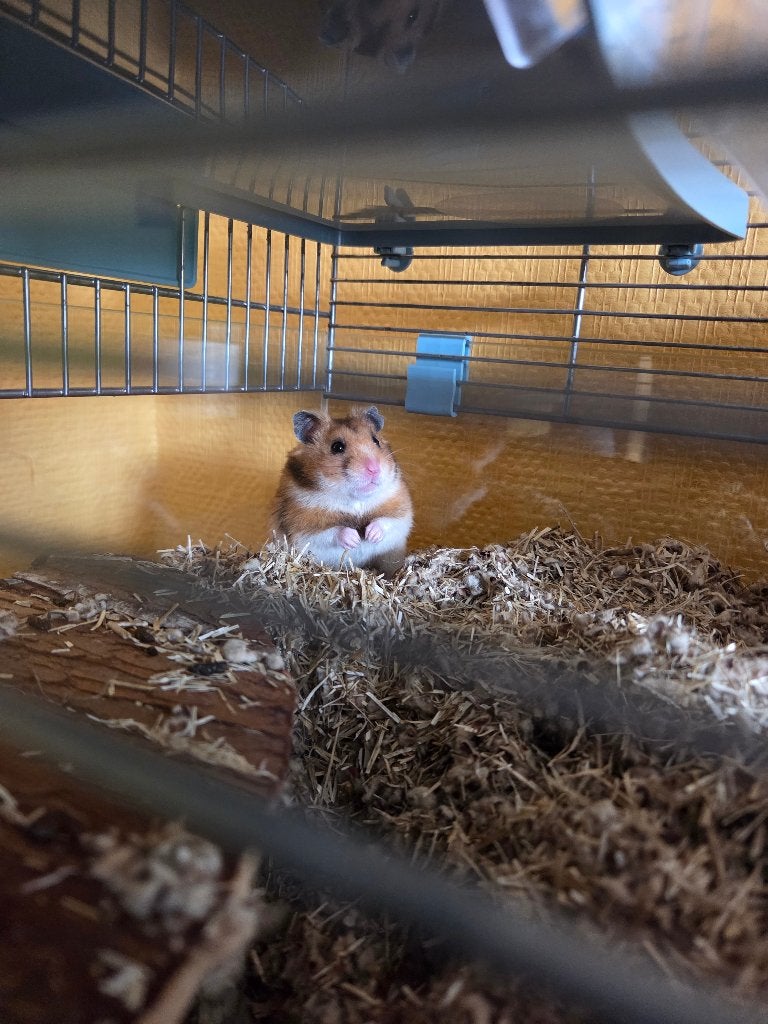 Hamster plus grande cage sur deux ètages, Animaux & Accessoires, Hamster, Mâle, Mars, Domestique