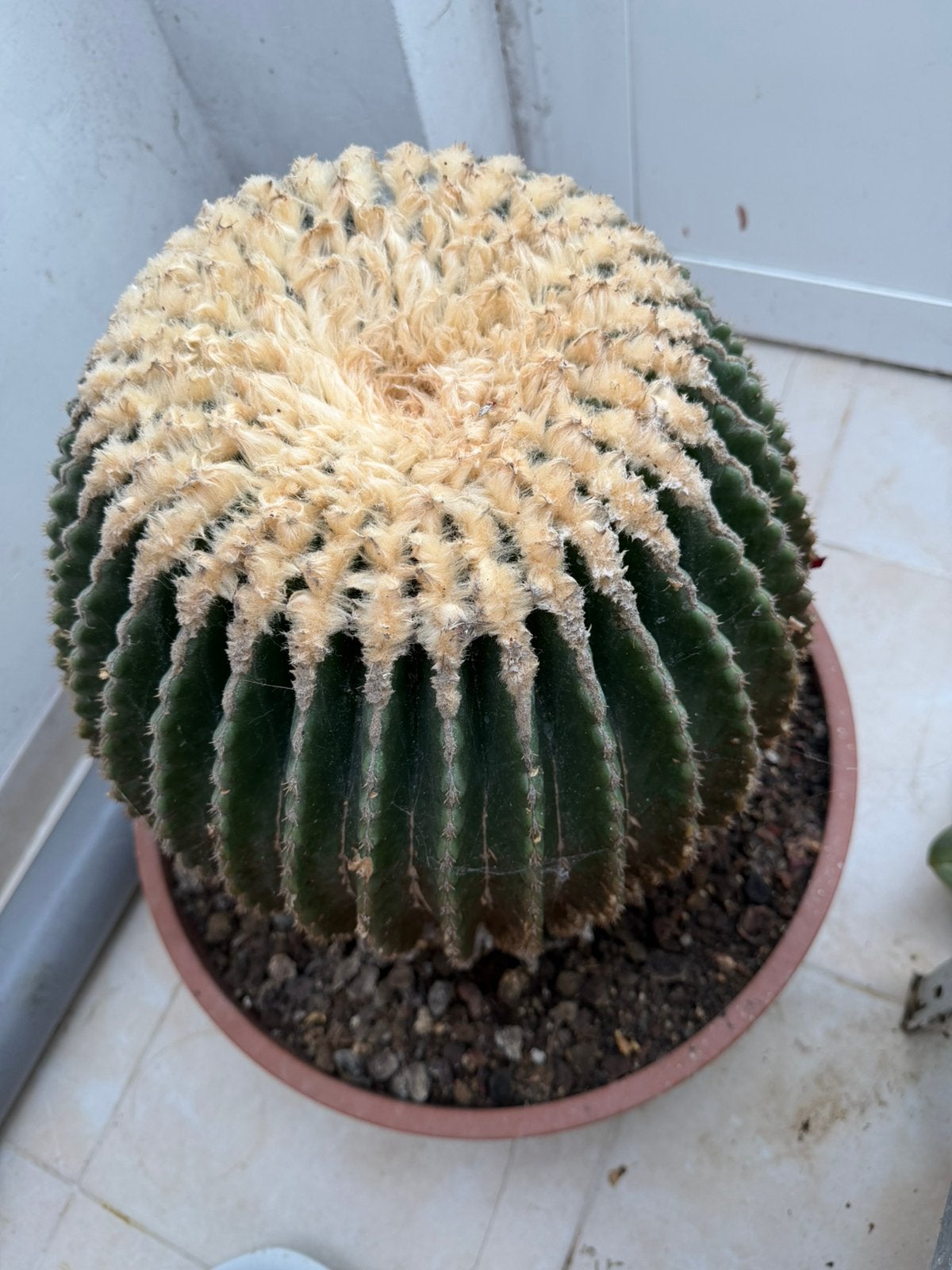 Kaktus, Maison & Meubles, Plantes d'intérieur, Enlèvement