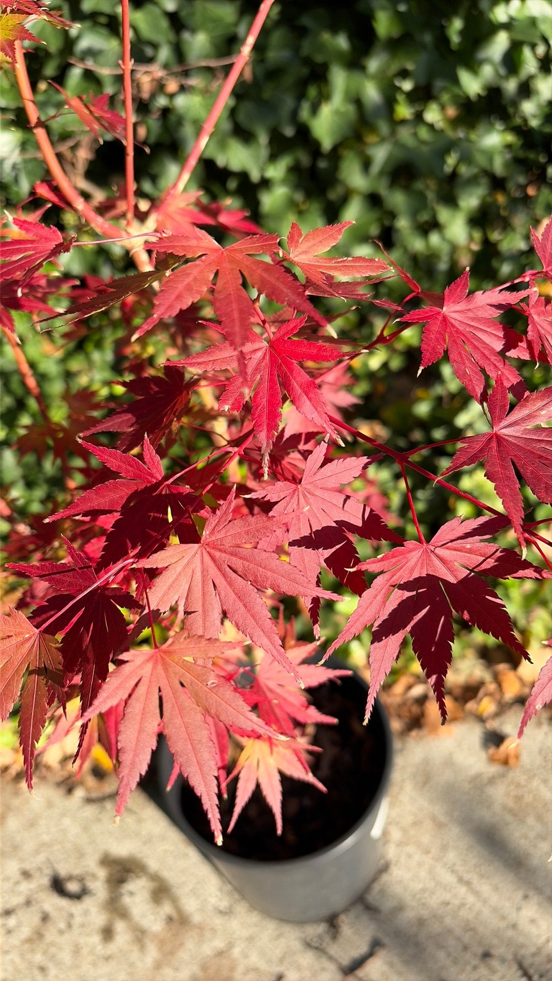Acer palmatum, japanse esdoorn (groen), Tuin en Terras, Ophalen, Zomer