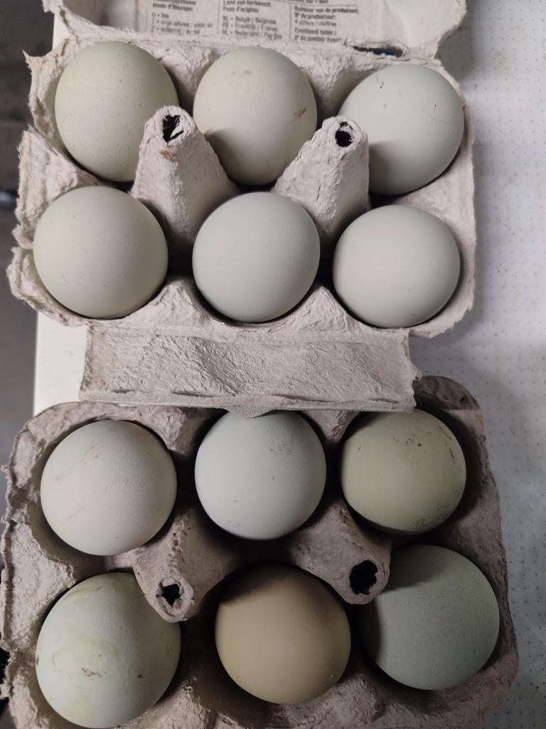 Broedeieren Silverudd Bla, Dieren en Toebehoren, Pluimvee