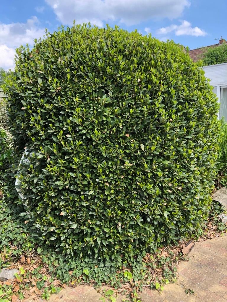 laurier grote struik, plant, Ophalen, Laurier, Struik