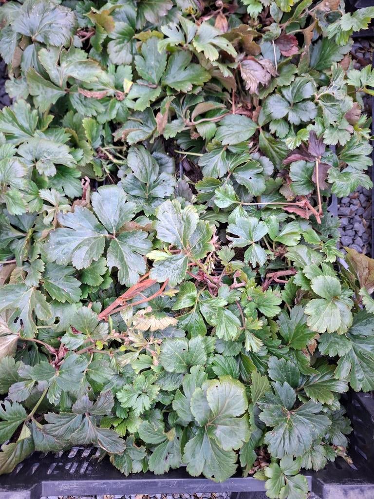 waldsteiner (goudaardbei)bodembedekkers, Tuin en Terras, Planten | Tuinplanten, Ophalen, Bodembedekkers