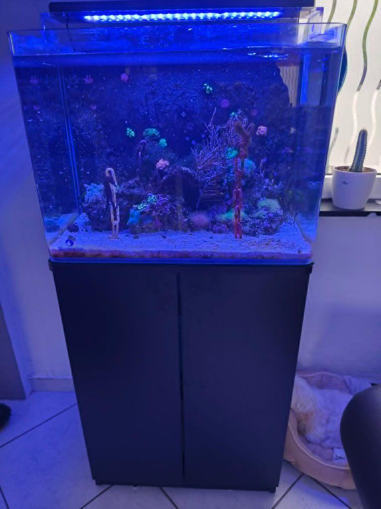 aquarium marin, Dieren en Toebehoren, Vissen | Aquaria en Toebehoren, Gebruikt, Gevuld zeewateraquarium, Inclusief deksel, Inclusief planten
