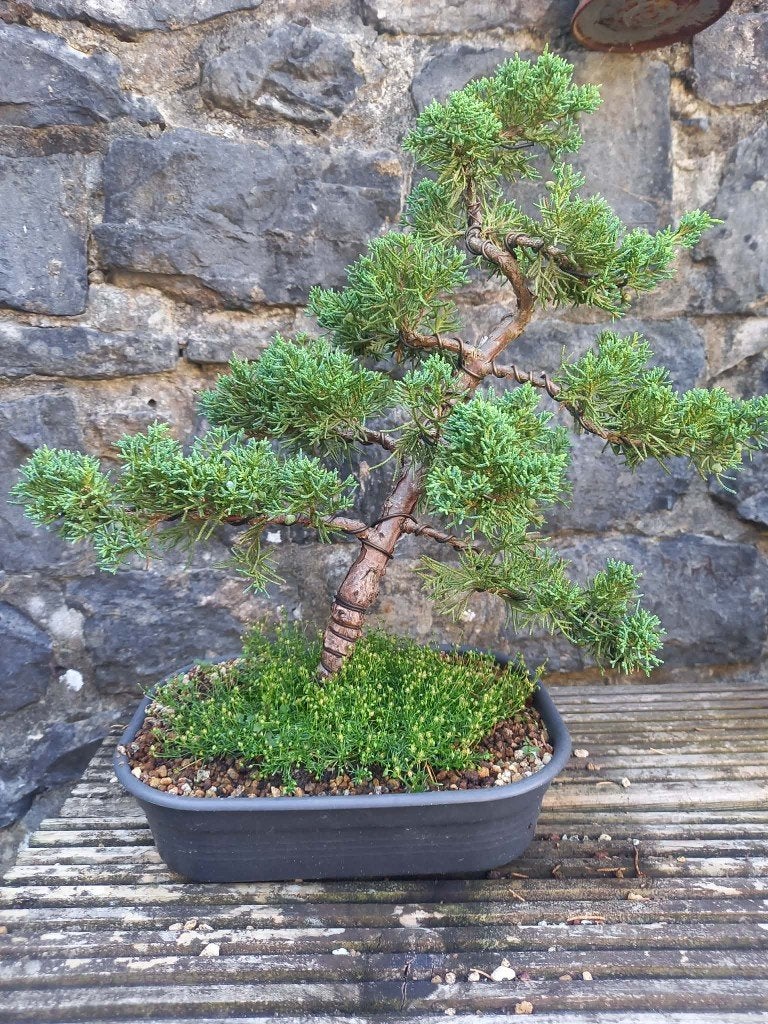 Bonsaï, Ombre complète, En pot, Moins de 100 cm, Autres espèces
