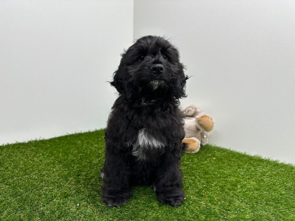 Nestje Cockapoo pups 3, Parvo, België, 8 tot 15 weken, Meerdere