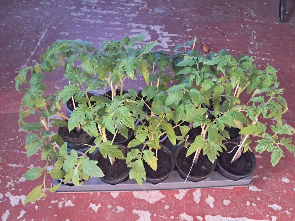 tomatenplant, Ophalen, Eenjarig, Groenteplanten