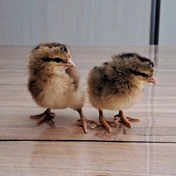 Cream legbar hen kuikens, Dieren en Toebehoren