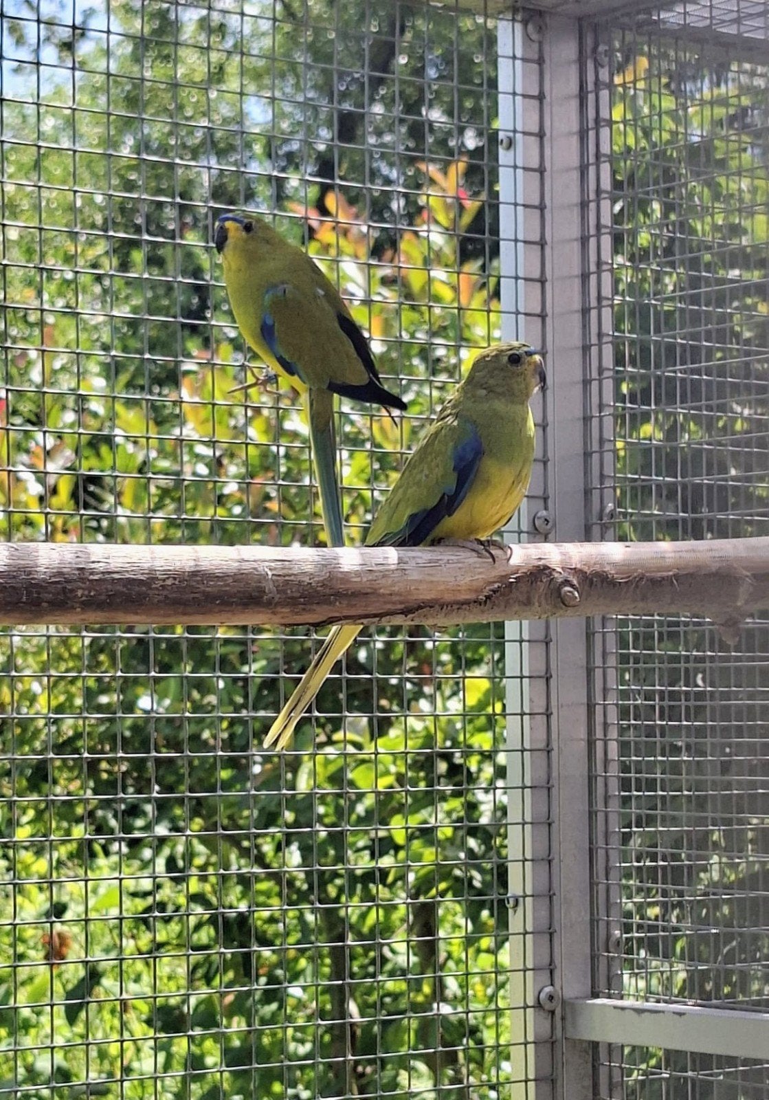 Elegant parkieten onverwant koppel / Ruil mogelijk., Plusieurs animaux, Perruche, Bagué