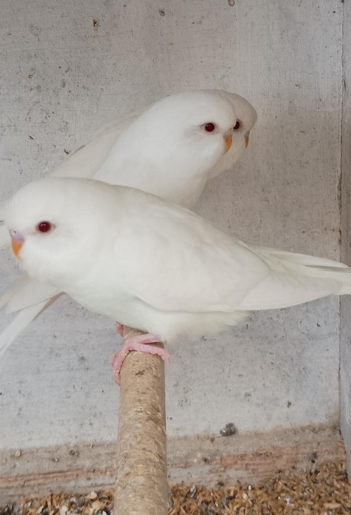 Grasparkieten, Plusieurs animaux, Perruche