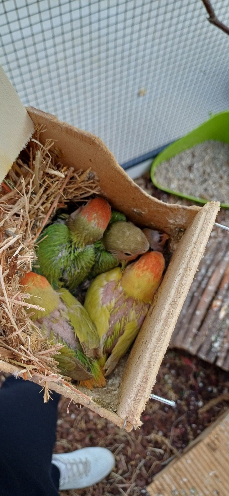 Agapornis roseicollis, Animaux & Accessoires