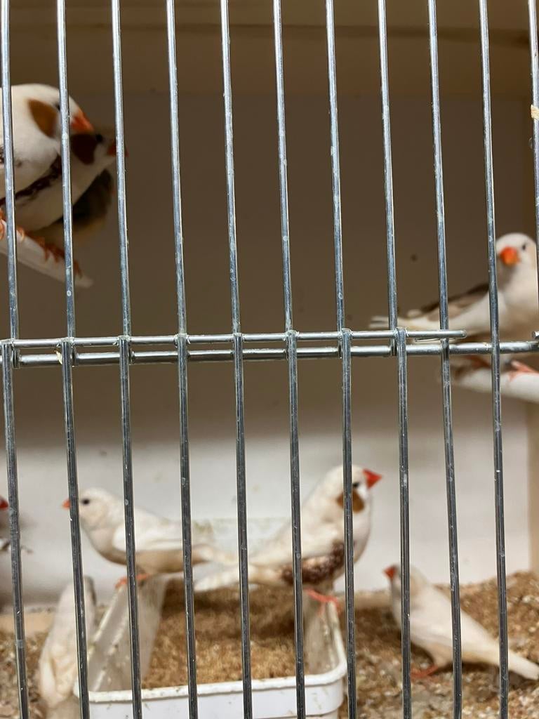 4 KWEEKRIJPE  ZEBRAVINKEN VOOR 25 EURO, Dieren en Toebehoren, Meerdere dieren, Tropenvogel