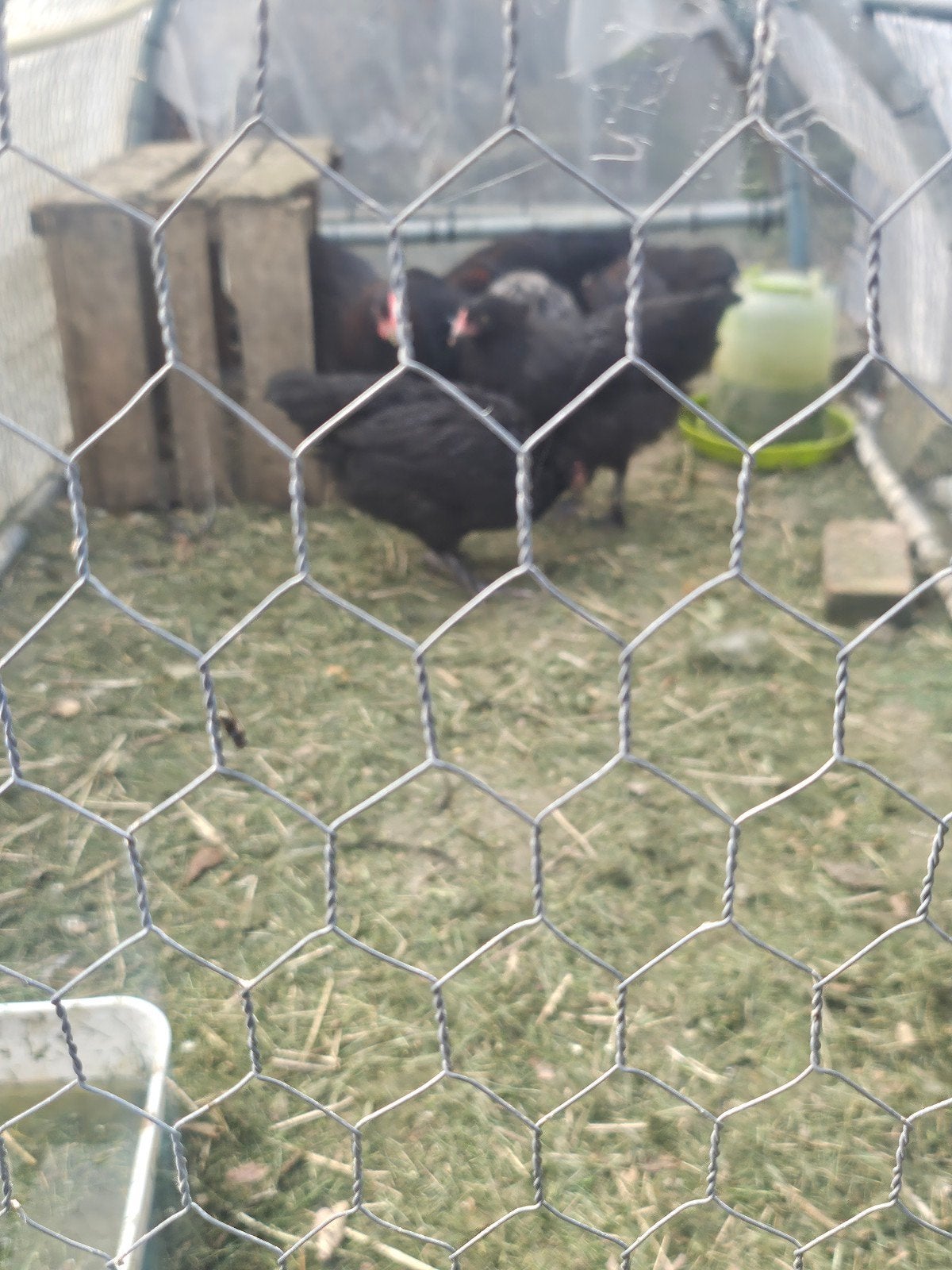 Jonge koperzwarte marans hennen en hanen., Enlèvement