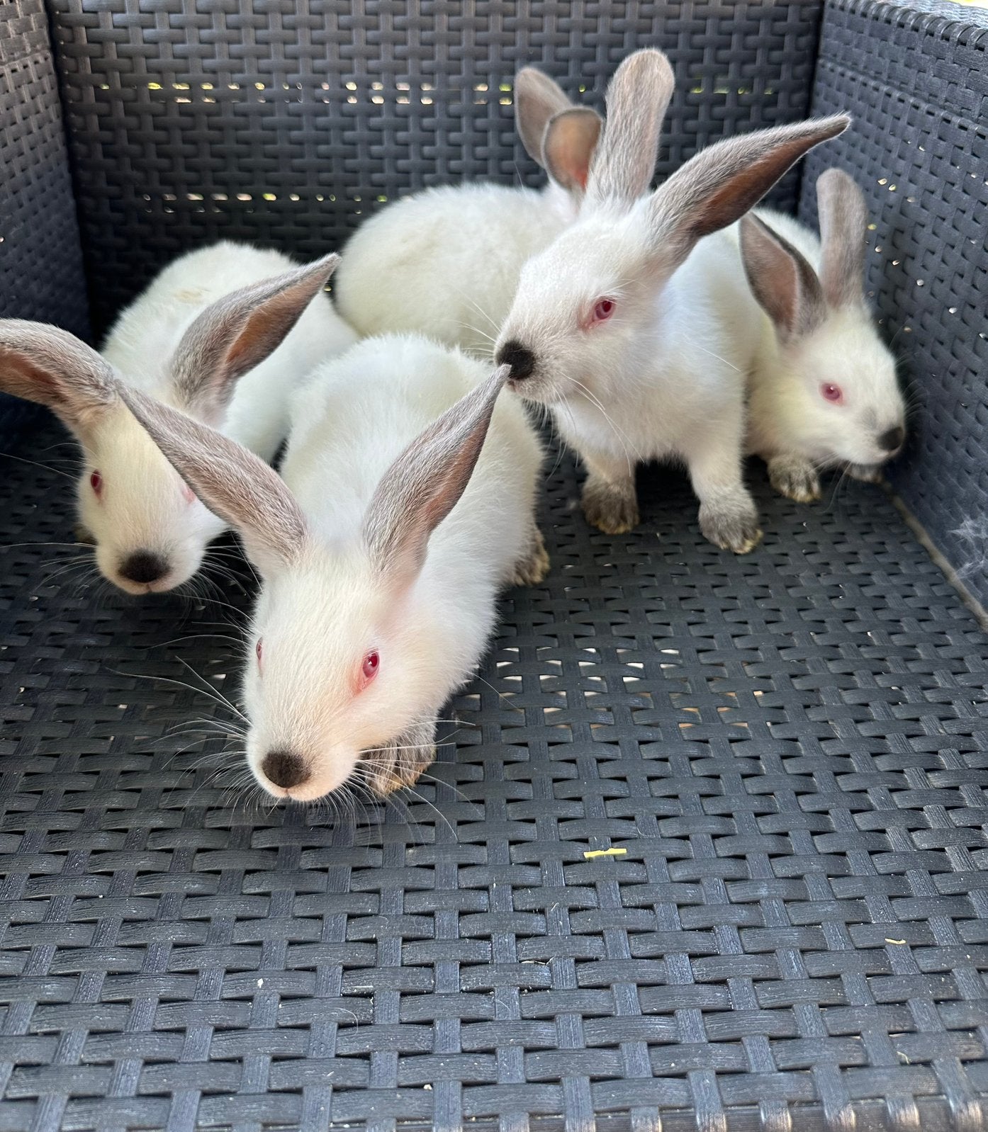 Jongen vleeskoijnen, Animaux & Accessoires, Lapins