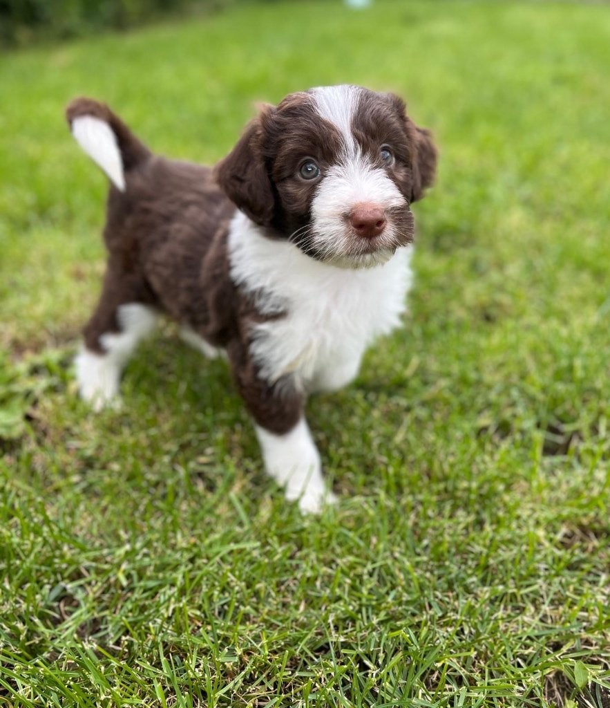 Prachtige medium doodle pups f1, Poedel, Parvo, België, 8 tot 15 weken