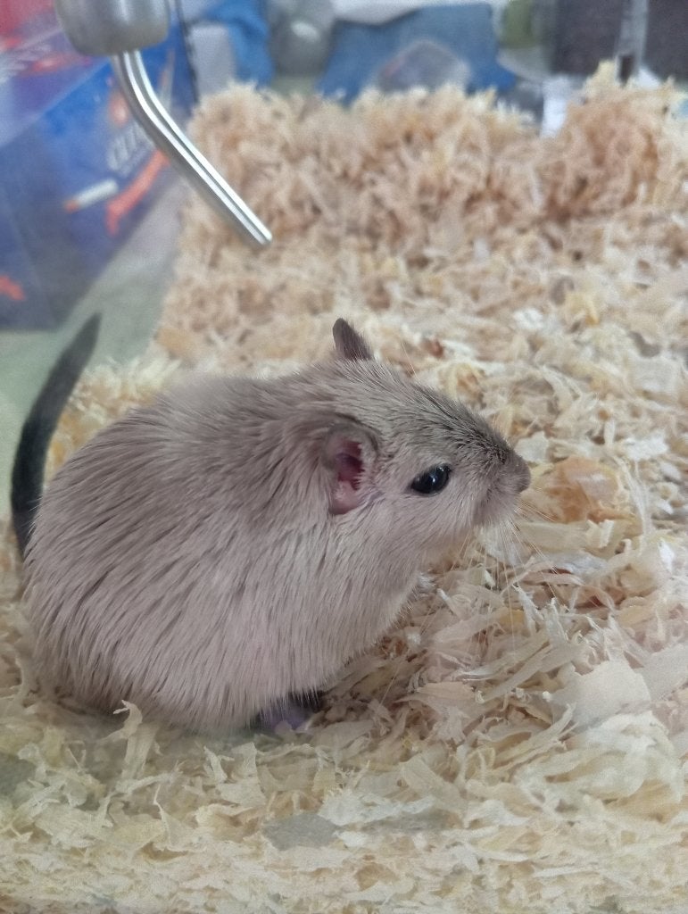 Mannelijke gerbil, Dieren en Toebehoren, Maart, Mannelijk, Overige typen
