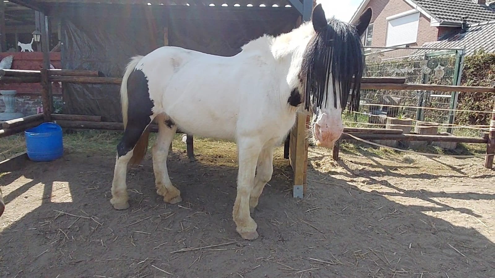 Tinker merrie, Animaux & Accessoires, Chevaux, 11 ans ou plus, Débourré, Moins de 160 cm, Cheval d'attelage
