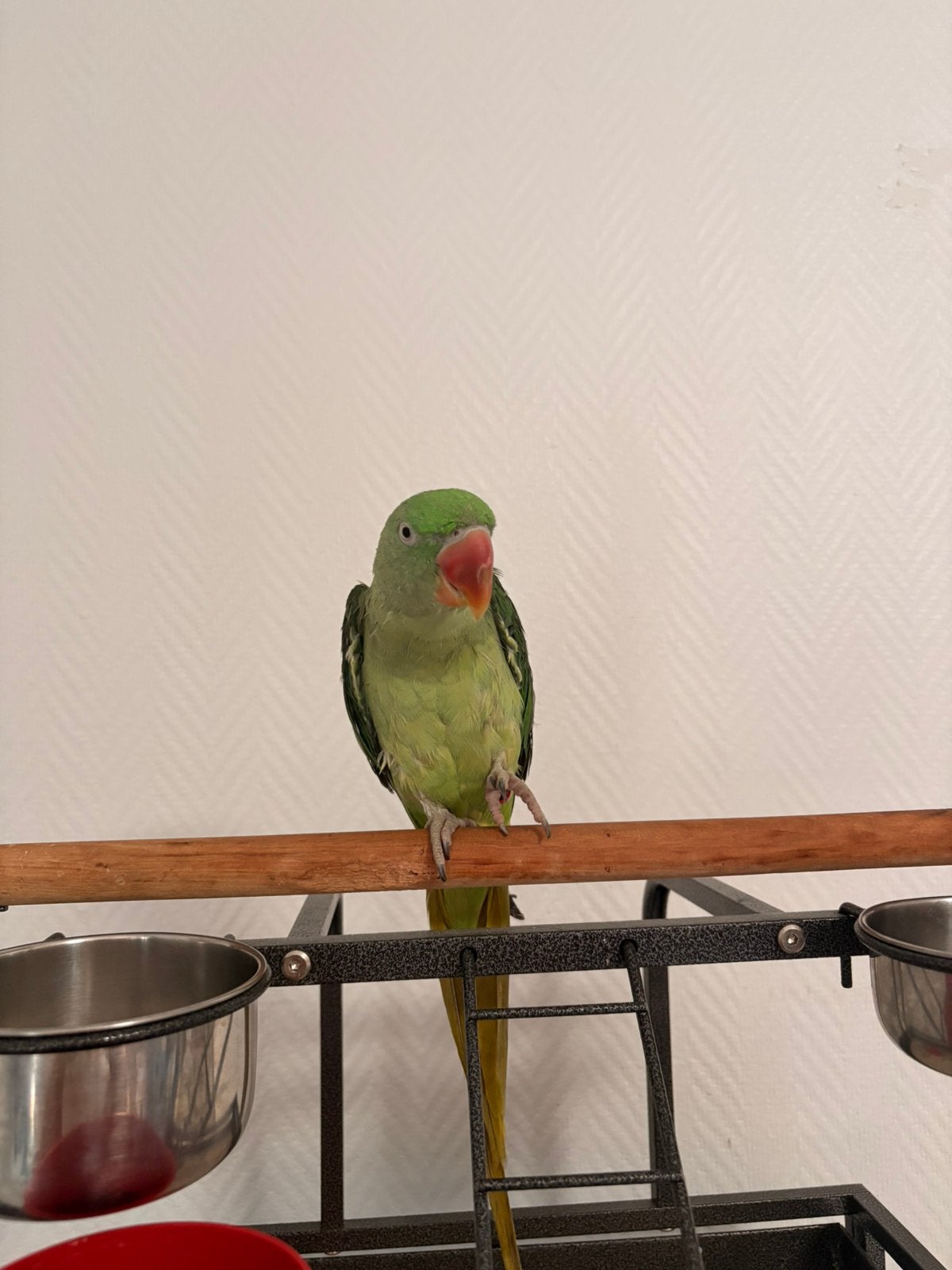 Perruche grand alexandre mâle à vendre, Animaux & Accessoires, Oiseaux | Accessoires, Enlèvement
