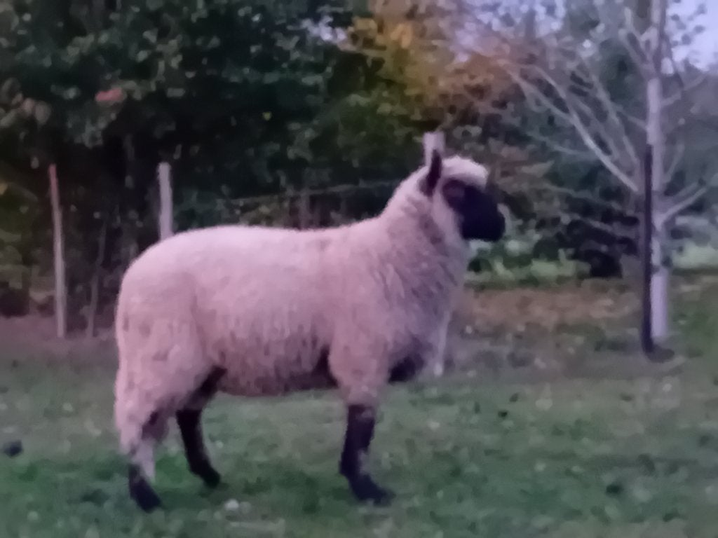 Clun Forest, Meerdere dieren, Schaap, 0 tot 2 jaar