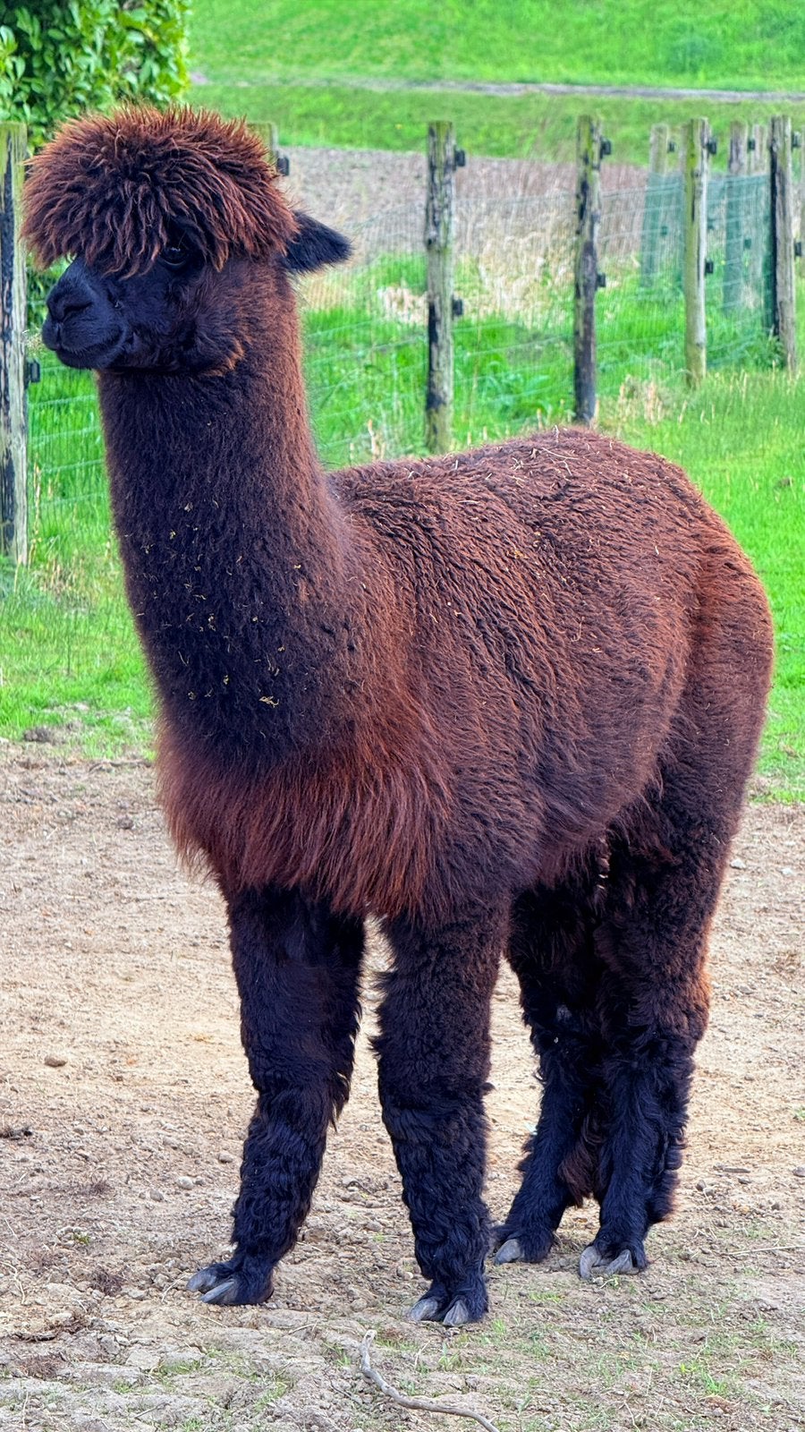 Alpaca te koop stamboom, Augustus, Mannelijk