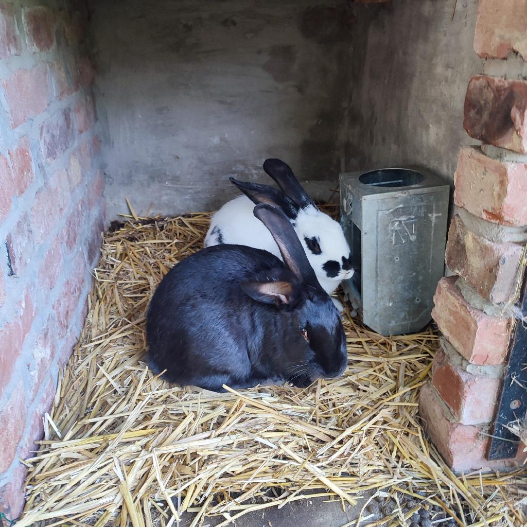 Jonge vleeskonijnen, Dieren en Toebehoren, Konijnen, Meerdere dieren, Groot, 0 tot 2 jaar