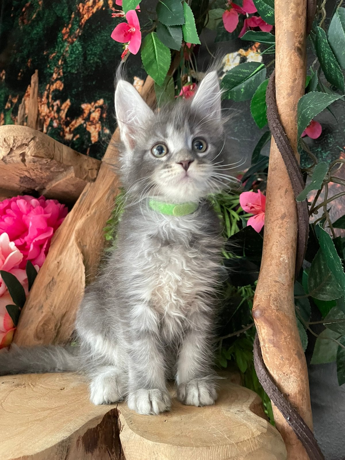 Maine coon kittens, Plusieurs animaux, Avec pedigree, 0 à 2 ans