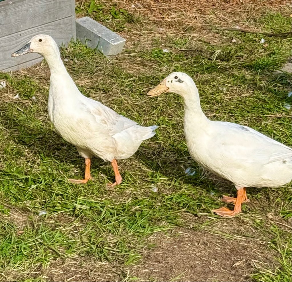 Eenden, Meerdere dieren, Eend