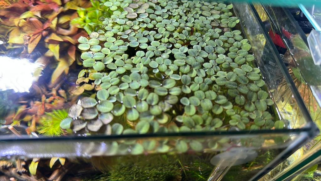 Plante flottante Salvinia Minima, Enlèvement, Plante(s), Pierre ou Bois