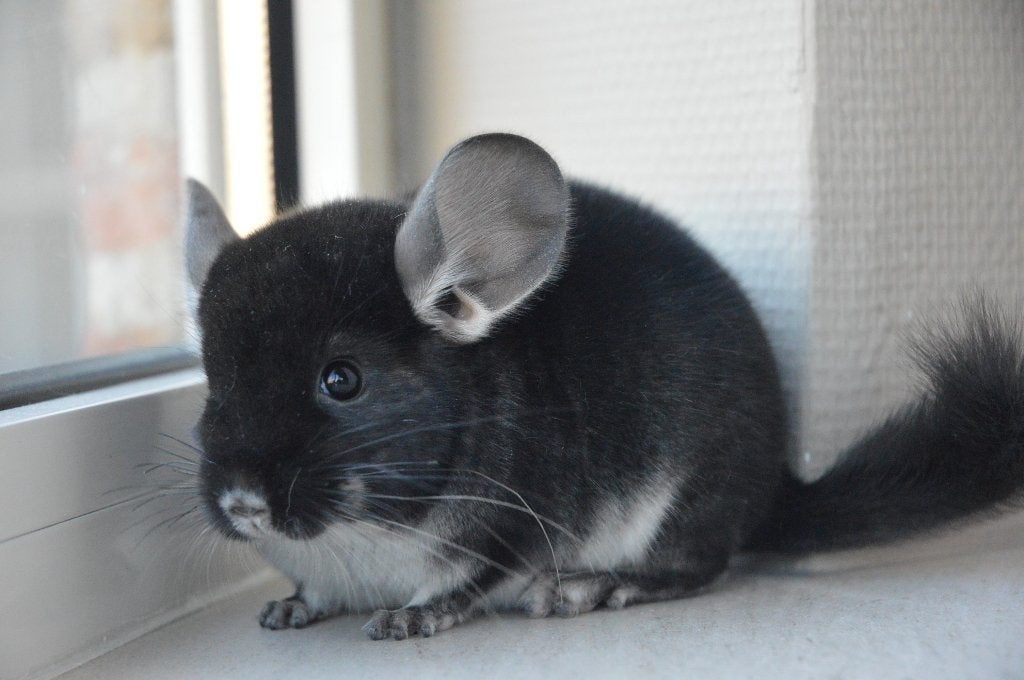 chinchilla vrouwtjes, Dieren en Toebehoren, Maart, Vrouwelijk, Chinchilla