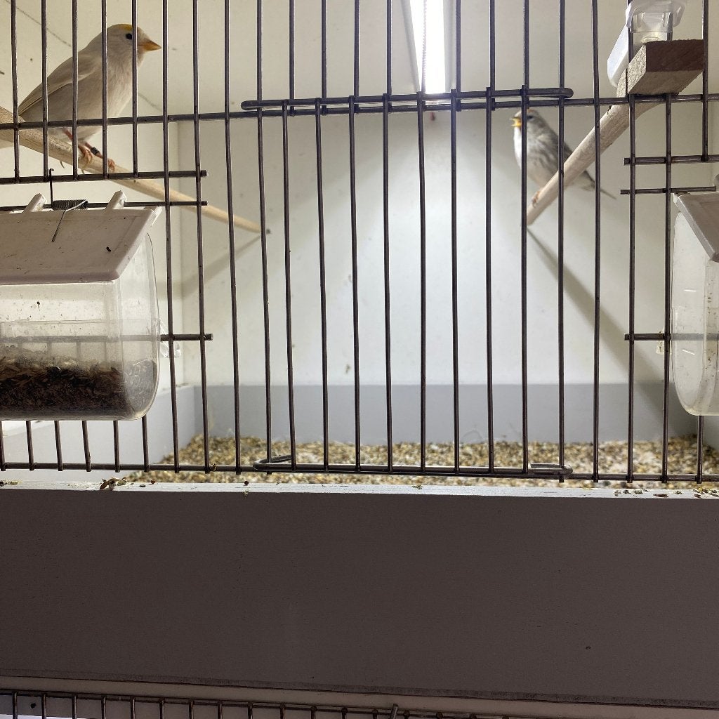 Grote Noordse Agaat +isabel sijsjes  Broedrijp, Dieren en Toebehoren, Wildzangvogel, Geringd