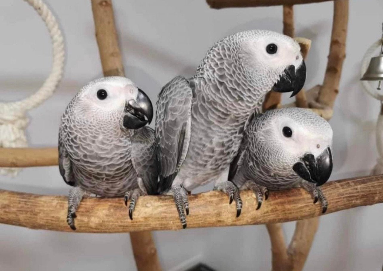 Perroquet gris du Gabon, Perroquet