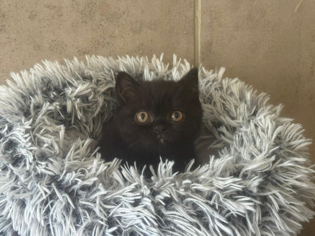 Britse korthaar, Animaux & Accessoires, Chats & Chatons | Chats de race | Poil ras, Plusieurs animaux, 0 à 2 ans, Avec pedigree