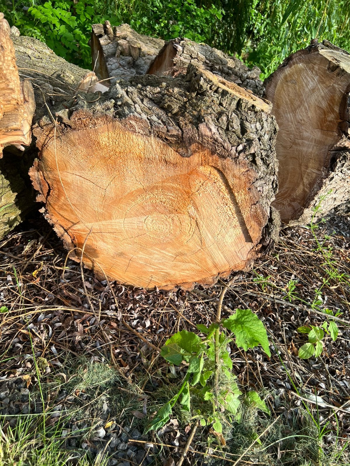 Wilg hout, Tuin en Terras, Ophalen, Overige houtsoorten