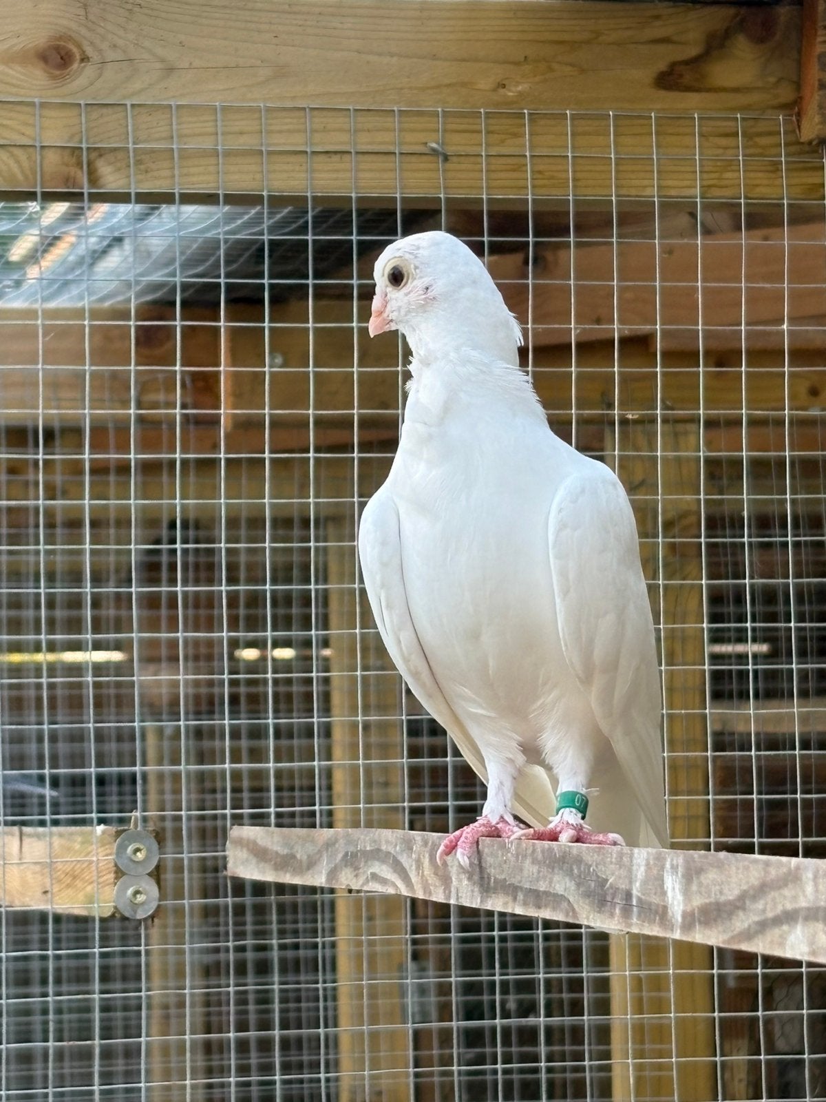 2 Figuritaduifjes wit, Dieren en Toebehoren, Vogels | Duiven