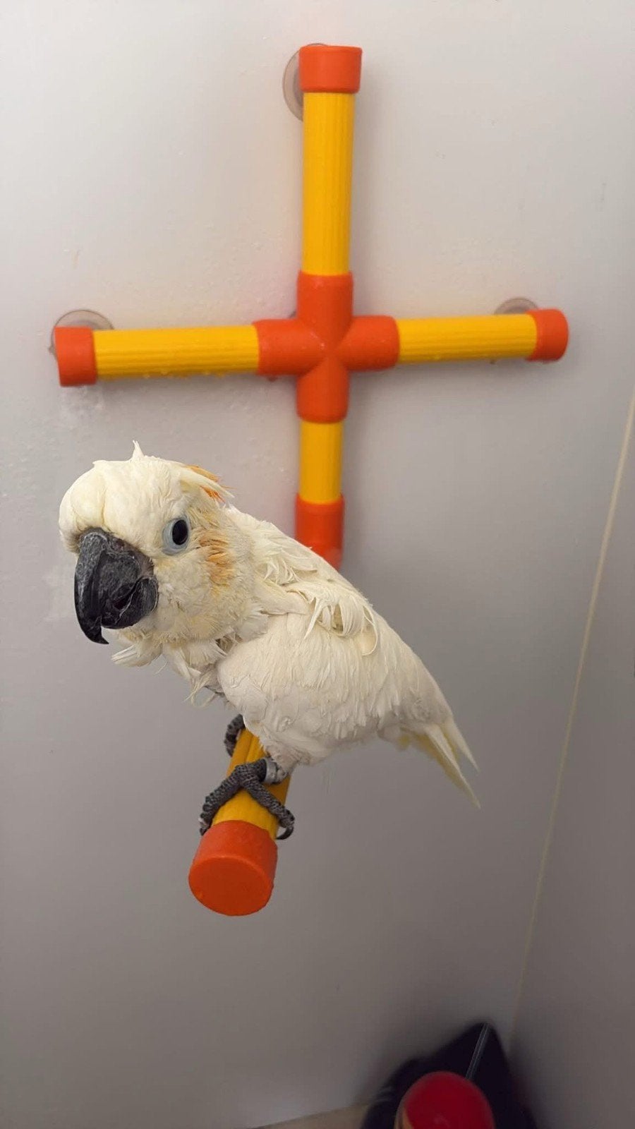 Oranje kuif kaketoe, Mannelijk, Papegaai, Pratend