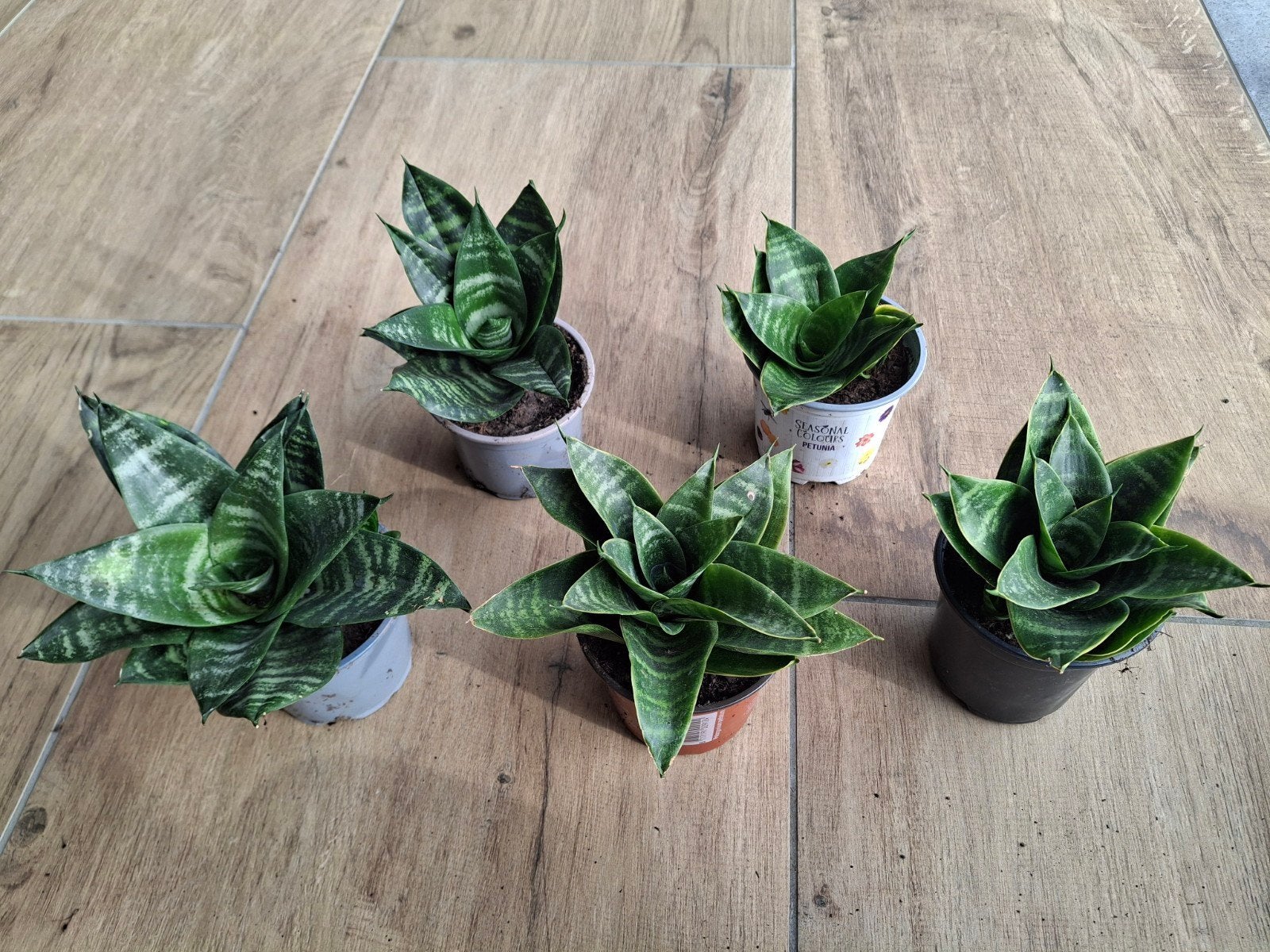 Sanseveria, Enlèvement